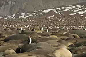 Images Dated 20th October 2007: United Kingdom Territory, South Georgia Island, St