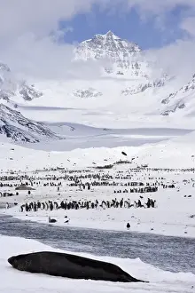 Images Dated 4th November 2007: United Kingdom Territory, South Georgia Island, St