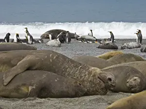Images Dated 4th November 2007: United Kingdom Territory, South Georgia Island, St