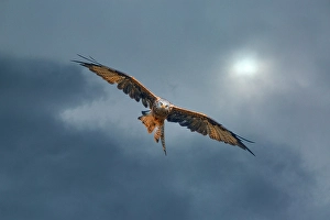Images Dated 17th June 2024: United Kingdom, Wales. Red kite bird in flight