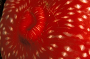 Anemone Prints: United States of America, California. Anemone