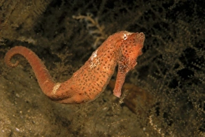 Sea Horse Prints: United States of America, Florida. The lined seahorse, or hippocampub erectus
