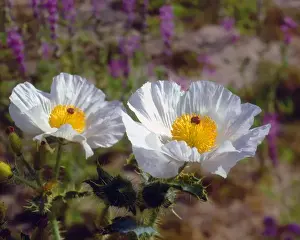 Stark Prints: United States of America; USA; California; Prickly Poppy Wildflowers in Joshua Tree