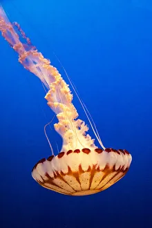 United States, California, Monterey, Monterey Bay Aquarium, Jellyfish swimming
