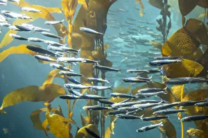 Images Dated 21st January 2020: United States, California, Monterey, Monterey Bay Aquarium
