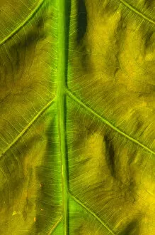 Images Dated 12th July 2005: United States, DC, Washington, Kenilworth Aquatic Gardens Pattern of green veins