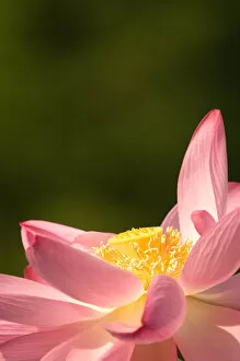 Images Dated 18th July 2005: United States, DC, Washington, Kenilworth Aquatic Gardens Pink lotus fully open