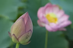 Images Dated 17th July 2006: United States, DC, Washington, Kenilworth Aquatic Gardens, selective focus lotus bud
