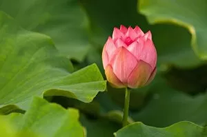 Images Dated 6th July 2005: United States, DC, Washington, Kenilworth Aquatic Gardens, Pink lotus blossom partially open