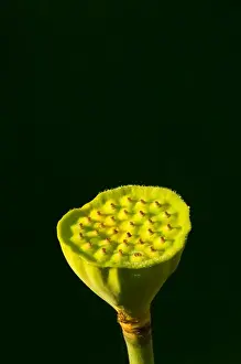 Images Dated 9th July 2005: United States, DC, Washington, Kenilworth Aquatic Gardens, Lotus seed pod in bottom center