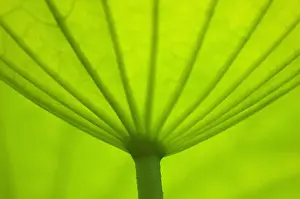 Images Dated 9th July 2005: United States, DC, Washington, Kenilworth Aquatic Gardens, Underside of lotus leaf