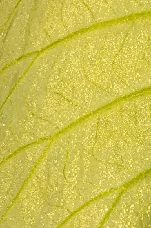 Images Dated 9th July 2005: United States, DC, Washington, Kenilworth Aquatic Gardens, Underside of a lotus leaf
