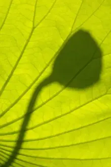 Images Dated 15th July 2006: United States, DC, Washington, Kenilworth Aquatic Gardens, shadows of lotus seed