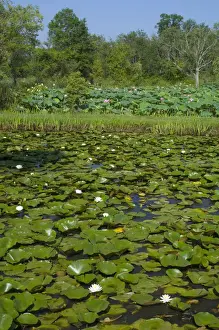 Images Dated 24th July 2006: United States, DC, Washington, Kenilworth Aquatic Gardens, ponds with hardy water lilies