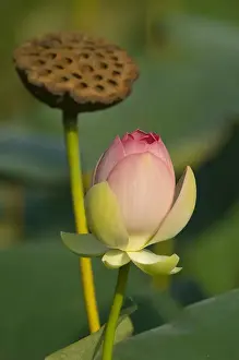 Images Dated 29th July 2006: United States, DC, Washington, Kenilworth Aquatic Gardens, lotus blossom wi th dried