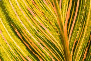 United States, DC, Washington, Kenilworth Aquatic Gardens Backlit canna leaf