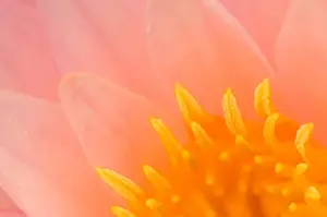 United States, DC, Washington, Kenilworth Aquatic Gardens Close-up of center of
