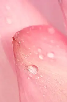 Images Dated 17th July 2005: United States, DC, Washington, Kenilworth Aquatic Gardens Close-up of tip of pink