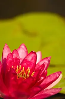 United States, DC, Washington, Kenilworth Aquatic Gardens Pink / red tropical water