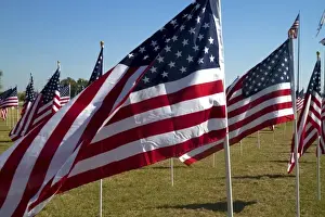 Images Dated 13th November 2010: United States flags on display in honor of Veterans Dat at Battleship Memorial Park