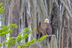 United States, Florida, Birds around Lochloosa Lake
