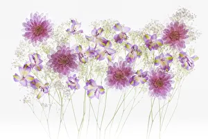 United States, Florida, Celebration, Floral Bounty
