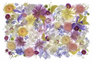 Rights Managed Prints: United States, Florida, Celebration, Floral Bounty