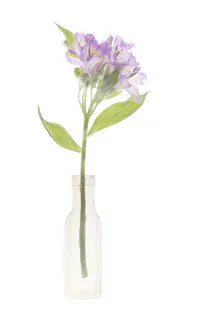 Rights Managed Prints: United States, Florida, Celebration, Flowers in a Vase