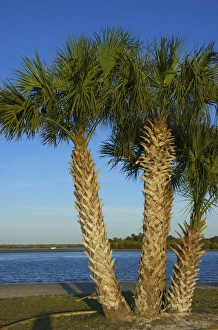 Intracoastal Prints: United States, Florida, Volusia, New Smyrna Beach, Indian River, palm tree along shore