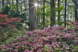 United States, Georgia, Callaway Gardens, Sunburst and Azaleas