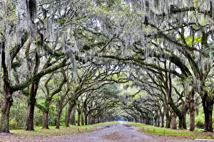 Relaxation Prints: United States, Georgia, Savannah, Wormsloe, Drive at Entrance to to Plantation