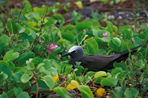 Images Dated 1st September 2003: United States, Hawaii, Midway, Atoll NWR. Nobby Tern