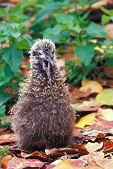 Images Dated 1st September 2003: United States, Hawaii, Midway, Atoll NWR. Baby laysan albatross sea grape