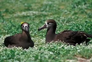 Images Dated 1st September 2003: United States, Hawaii, Midway, Atoll NWR. Black-footed albatross pair