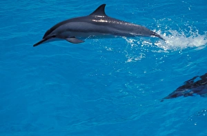 Images Dated 1st September 2003: United States, Hawaii, Midway, Atoll NWR. Spiner dolphin jumping