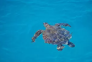 Images Dated 1st September 2003: United States, Hawaii, Midway Atoll NWR. Green sea turtle in blue waters