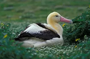 Images Dated 1st September 2003: United States, Hawaii, Midway Atoll NWR. Short-tailed albatross