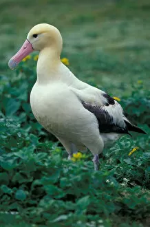 Images Dated 1st September 2003: United States, Hawaii, Midway Atoll NWR. Short-tailed albatross