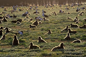 Images Dated 1st September 2003: United States, Hawaii, Midway Atoll NWR. Laysan albatross on nesting area