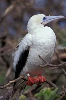 Images Dated 1st September 2003: United States, Hawaii, Midway, Atoll Red-footed booby nesting area