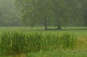 Images Dated 15th July 2005: United States, Maryland, Westminster, Union Mills, Cattails in foreground with trees