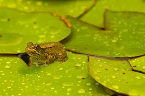 Images Dated 15th July 2005: United States, Maryland, Westminster, Union Mills, Small frog on green lily pad