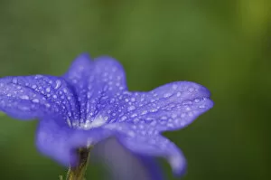 Images Dated 11th March 2006: United States, Maryland, Wheaton, Brookside Gardens, closeup of blue flower with