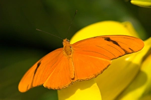Images Dated 18th September 2005: United States, Maryland, Wheaton, Brookside Gardens Orange julia longwing butterfly