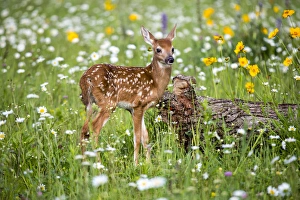 Minnesota Prints: United States, Minnesota, Sandstone, Fawn Amongst the Wildflowers