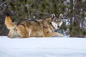 Images Dated 13th January 2014: United States, Minnesota, Sandstone, Wolf Walking in Snow