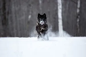 Images Dated 15th January 2014: United States, Minnesota, Sandstone, Black Wolf Running Through the Snow