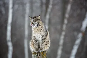 Images Dated 15th January 2014: United States, Minnesota, Sandstone, Bobcat Perched on a Tree Stump