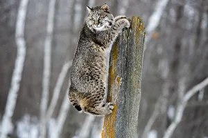 Images Dated 15th January 2014: United States, Minnesota, Sandstone, Bobcat Hanging from a Tree Stump