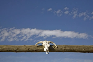 Images Dated 21st August 2007: United States, Montana, Livingston, skull over corral gate at ranch